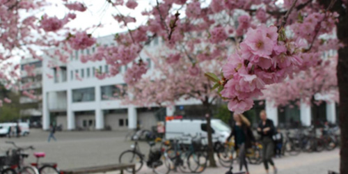 Kirschblüten auf dem Göttinger Campus, im Hintergrund die Staats- und Universitätsbibliothek